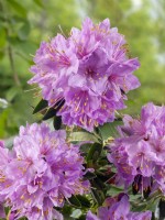 Rhododendron hippophaeoides Fimbriatum Group, spring May
