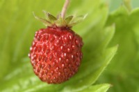Fragaria vesca  'Alexandra'  Alpine strawberry  May
