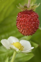 Fragaria vesca  'Alexandra'  Alpine strawberry fruit and flower  May