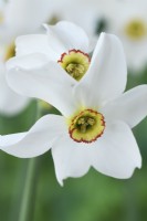 Narcissus poeticus var. recurvus  Old pheasant's eye daffodils  Two flower heads on a single stem  Div 13 Species  May
