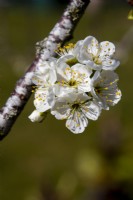 Prunus insititia - damson - March