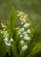 Lily of the valley - Convallaria majalis - April