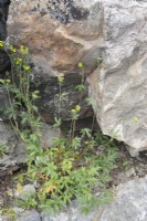 Potentilla pennsylvanica flowering in June within the Arctic Circle at sea-level. Native to Yukon, Alaska.
