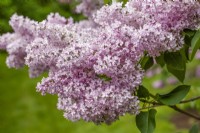 Syringa vulgaris Lillian Lee, spring May