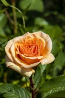 Rosa 'Sweet Honey' 'Kormecaso')- Rose of the Year 2020 - June