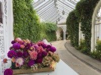 Interior of Curving Orangery with cut dahlia flowers at Sezincote, Moreton-in-Marsh Gloucestershire