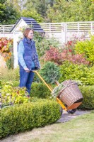 Woman using sack barrow to move a planted wicker container
