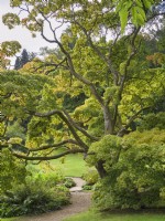 Acer palmatum - Japanese maple in  Sezincote gardens, Moreton-in-Marsh Gloucestershire