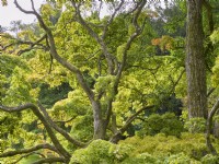 Acer palmatum - Japanese maple in  Sezincote gardens, Moreton-in-Marsh Gloucestershire
