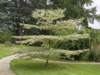 Cornus controversa 'Variegata' - Sezincote gardens, Moreton-in-Marsh, Gloucestershire