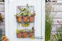 Metal wire shelves with pots containing various succulents and berries