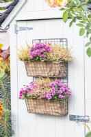Metal wire shelves planted with Chrysanthemums and Callunas