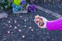 Woman scattering tulip bulbs around flower bed