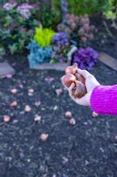 Woman scattering tulip bulbs around flower bed