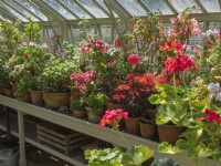 Pelargoniums in terracotta pots growing in greenhouse