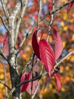  Prunus sargentii - Sargent's Cherry Tree foliage early November