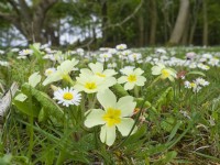 Primulas and Daisies in woodland glade