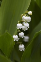 Convallaria majalis - Lily of the valley. Summer.