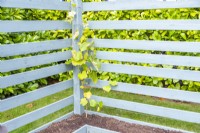 Vitis 'Fragola' - Grapevine planted in a corner trellis bed