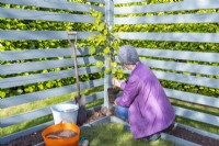 Woman planting grapevine