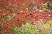 Acer rubrum 'Brandy wine' at Bodenham Arboretum, October