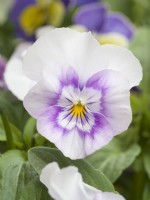 Viola cornuta - Sorbet
