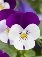 Viola cornuta 'Penny White Jump Up'