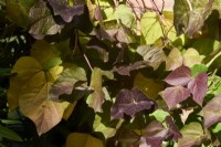 Autumnal foliage of Dolichos lablab syn. Lablab purpureus