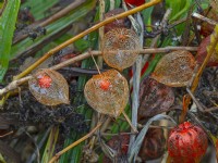 Physalis alkekengi - Chinese lantern seed cases November