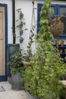 Vertical vegetable planting in the Small Space - Big Ideas show garden at BBC Gardener's World Live 2022