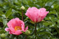 Paeonia 'Lovely Rose'