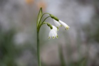 Leucojum vernum - Spring Snowflake 