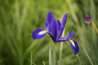 Iris x hollandica 'Valentine' 