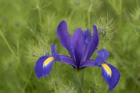 Iris x hollandica 'Valentine' - growing through a bed of Nigella damascena