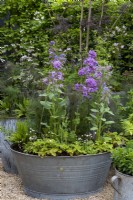 Hesperis matronalis, Borage officinalis, Fragaria vesca and Bellis perennis growing in a old galvanized wash tub. The Wild Kitchen Garden. Designer: Ann Treneman