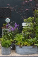 Hesperis matronalis, Borago officinalis, Origanum vulgare, Fragaria vesca,  Foeniculum vulgare, Angelica archangelica, Sambucus nigra 'Black Lace' and Anthriscus sylvestris 'Ravenswing' growing in a selection of different shapes and sizes of galvanized containers.  The Wild Kitchen Garden. Designer: Ann Treneman