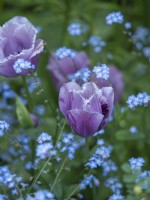 Fringe purple tulip with forget-me-nots
