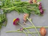 Cut straw flowers for drying