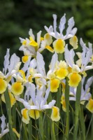 Iris x hollandica 'Montecito'