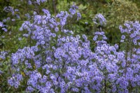 Symphyotrichum laeve 'Arcturus' syn. Aster laevis 'Arcturus', Aster 'Climax'. Notable for dark leaves and stems