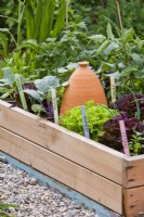 Raised bed  full of growing crops with labels at the end of rows.