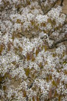 The blossom of Amelanchier lamarckii AGM - Snowy mespilus, Juneberry