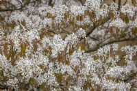 The blossom of Amelanchier lamarckii AGM - Snowy mespilus, Juneberry