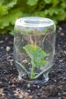 Courgette seedling under glass jar protection.