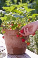 Picking pot grown strawberries.