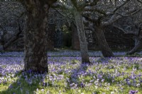 Crocus tommasinianus, growing amongst the old fruit trees, in an English walled garden.