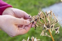 Agapanthes (Agapanthus sp), collecting seeds, autumn
