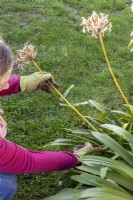 Woman cutting down spent flower stems from an Agapanthus in Autumn