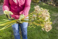 Woman holding spent flower stems of an Agapanthus cut down in Autumn
