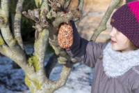 Girl hanging mesh bag of peanuts in a tree on snowy day in winter